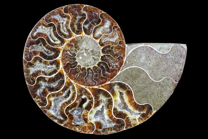Agatized Ammonite Fossil (Half) - Madagascar #88251